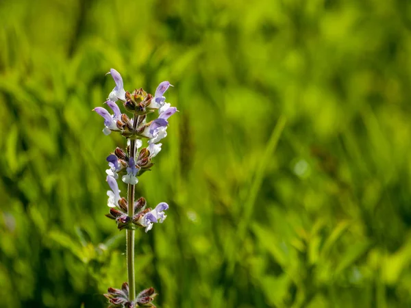 Dziki Kwiat Zielonym Tle Trawy Zbliżenie — Zdjęcie stockowe