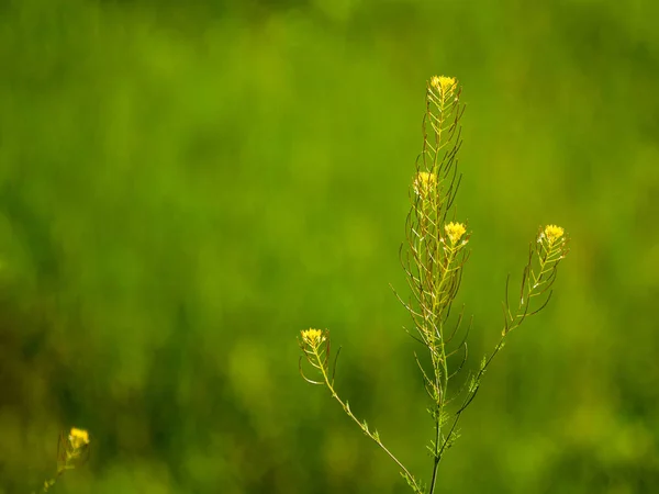Flor Silvestre Sobre Fondo Hierba Verde Cerca — Foto de Stock