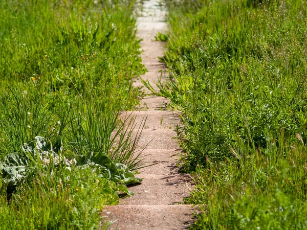 Grass Springtime Spain — Stock Photo, Image