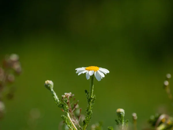 Schöne Sommerblume Kamille Aus Nächster Nähe — Stockfoto