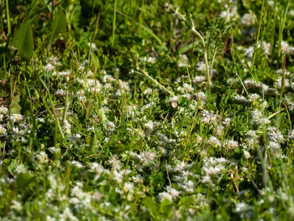 Flores Silvestres Campo Huerta Salamanca Espanha — Fotografia de Stock