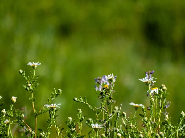 Flores Silvestres Campo Huerta Salamanca Espanha — Fotografia de Stock