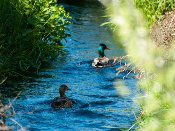 Vögel Auf Dem See Salamanca Spanien — Stockfoto