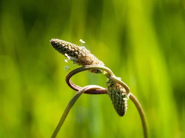 Flores Silvestres Campo Huerta Salamanca España — Foto de Stock