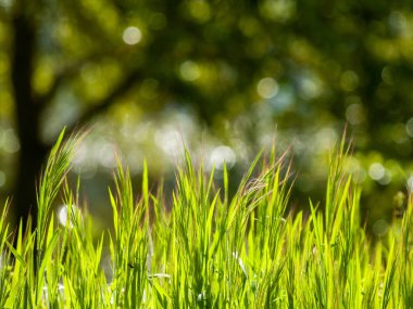 çim üzerinde büyüyen yeşil çim, yakın