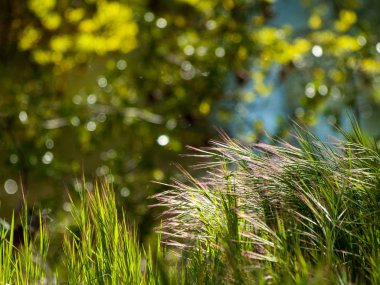 Ispanya 'da bahar üzerinde sivri ile Grassland 