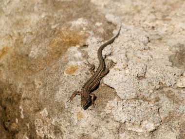 taş duvarda kertenkele, yakın