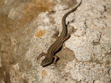 taş duvarda kertenkele, yakın