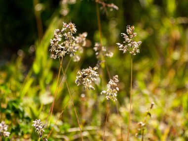 İspanya 'da baharda çimenler ve güneş ışığı bitkilerin üzerine vurur 