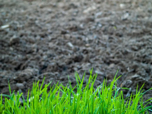 Bodem Groene Planten Het Voorjaar Spanje — Stockfoto