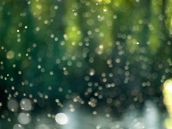 Vegetation Spider Web Nature — Stock Photo, Image