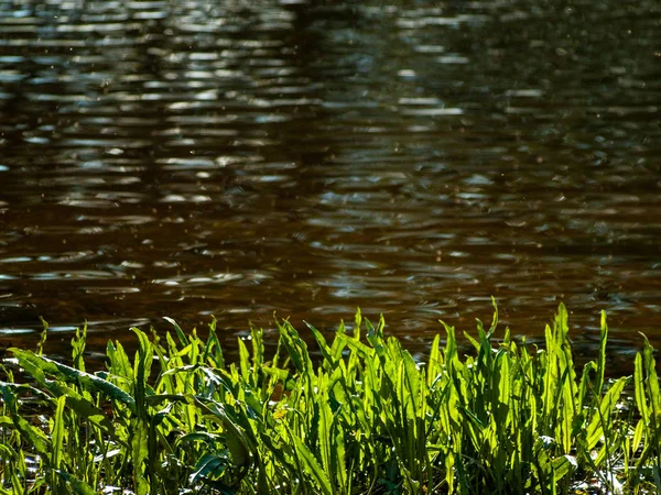 Plantas Verdes Crescendo Primavera Close — Fotografia de Stock