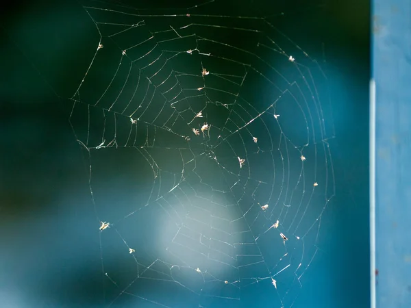 Örümcek Ağı Üzerinden Bitki Örtüsü Doğa — Stok fotoğraf