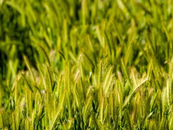 Prateria Con Picchi Primavera Spagna — Foto Stock