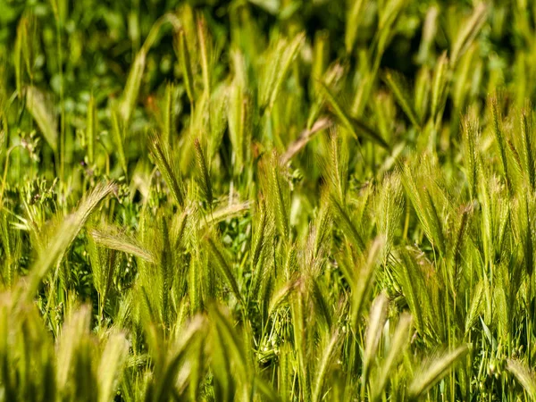 Grasland Met Spikes Lente Spanje — Stockfoto