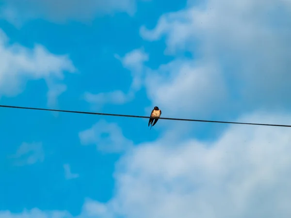 Pasăre Cocoșare Close Viață Sălbatică — Fotografie, imagine de stoc