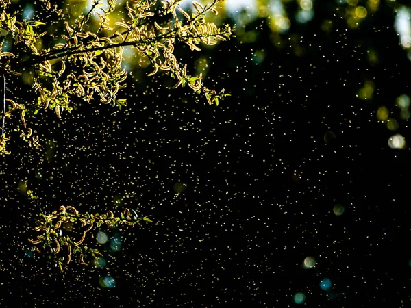 Örümcek Ağı Üzerinden Bitki Örtüsü Doğa — Stok fotoğraf