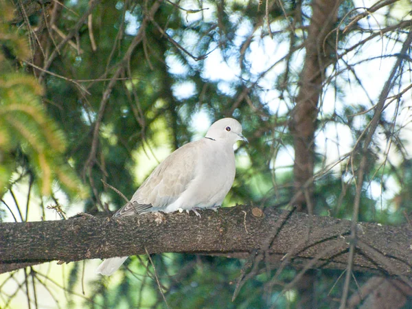 Uccello Seduto Sul Ramo Dell Albero — Foto Stock