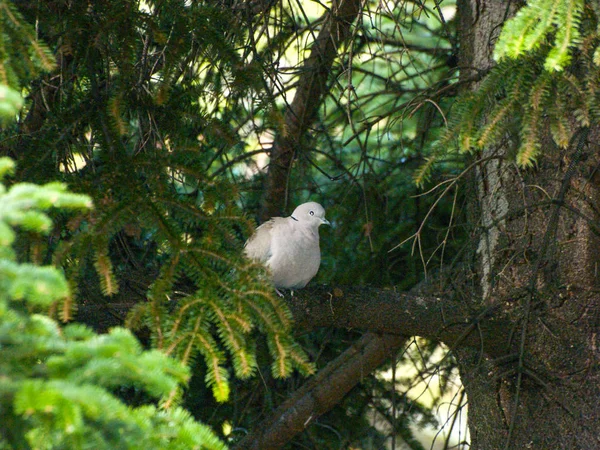Pássaro Sentado Galho Árvore — Fotografia de Stock