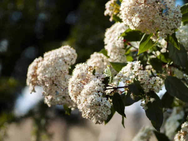Krásný Kvetoucí Strom Zblízka — Stock fotografie