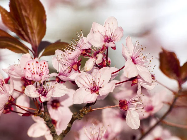 Almendro Flor Primavera — Foto de Stock