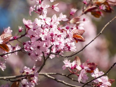 Bahar çiçek badem ağacı