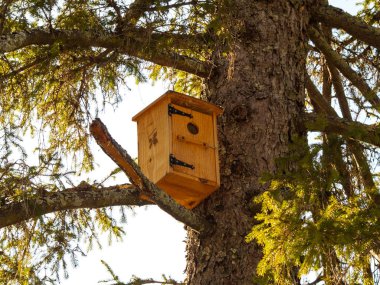 Ağaçtaki ahşap kuş yuvası. Yaklaş.
