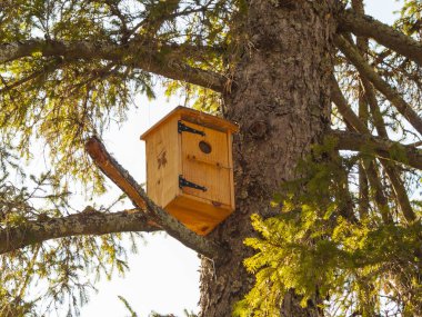 Ağaçtaki ahşap kuş yuvası. Yaklaş.