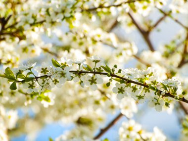 güzel çiçek açan elma ağacı, yakın