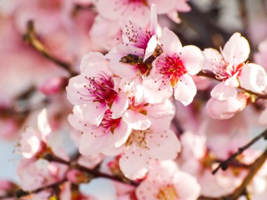 Bahar çiçek badem ağacı