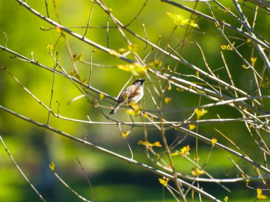bir ağaç üzerinde tüneme serçe kuş 