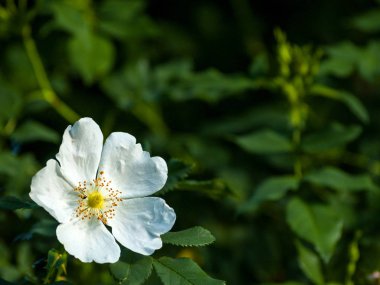 elma ağacı çiçeği ilkbaharda yakın çekim