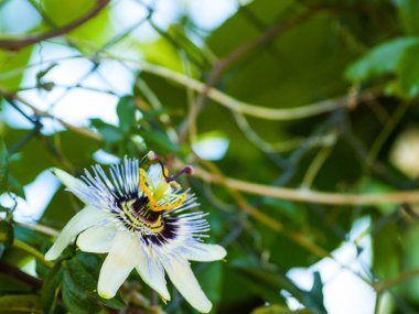 güzel yaz çiçek yakın çekim
