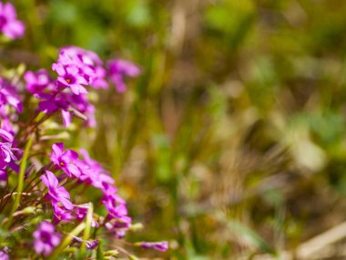 güzel açan pembe çiçekler, yakın