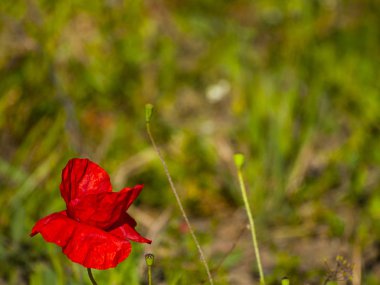 Kırmızı haşhaş çiçek bahar açık havada yakın çekim 