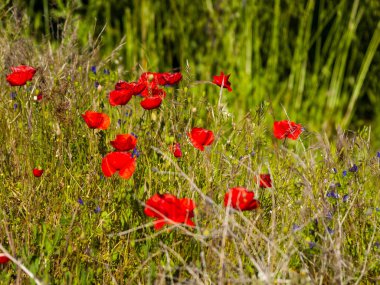 Kırmızı haşhaş çiçek bahar açık havada yakın çekim 