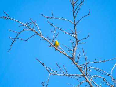  kuş perching, yakın çekim, vahşi hayat 
