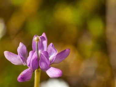 Güzel menekşe yaz çiçekleri yakın