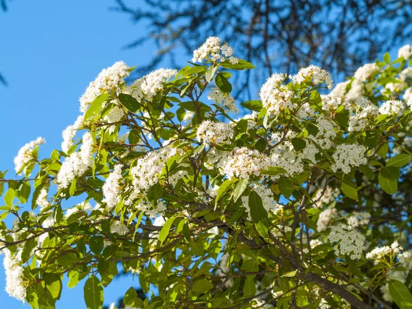 Krásný Kvetoucí Strom Zblízka — Stock fotografie