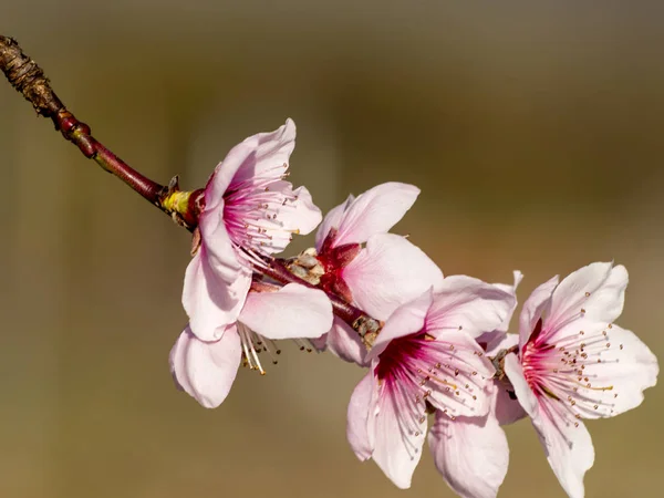 Almendro Flor Primavera — Foto de Stock