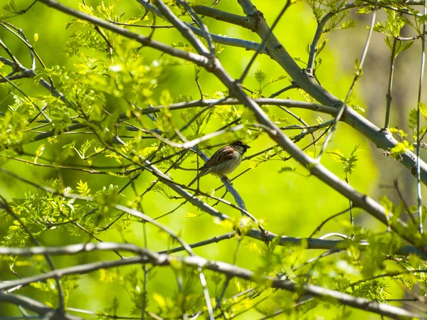 Sparrow Bird Perching Tree — Stock Photo, Image