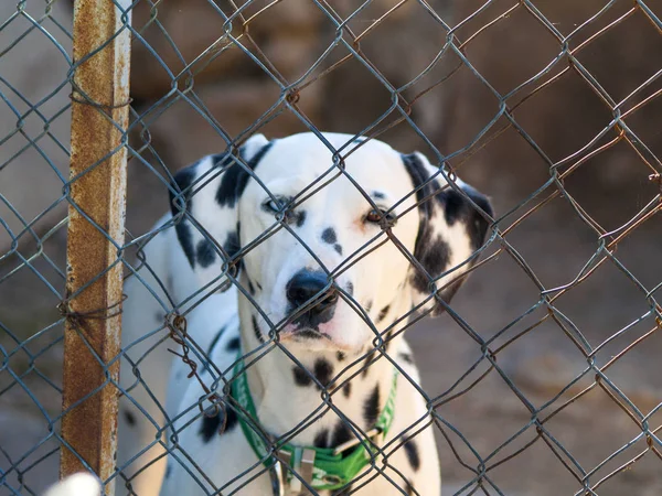 Funny Cute Dog Metal Grid — Stock Photo, Image