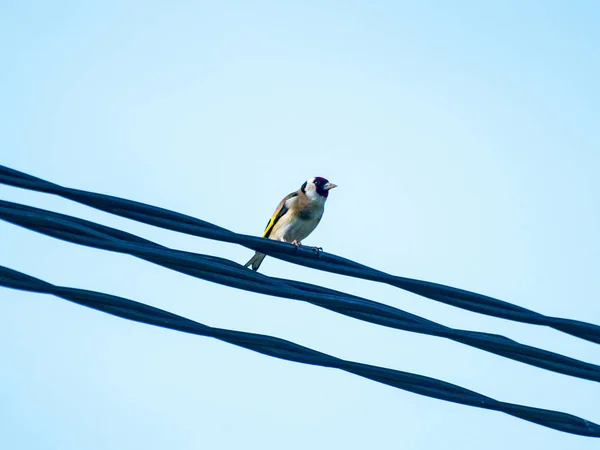 Aves Encaramadas Cerca Vida Silvestre — Foto de Stock