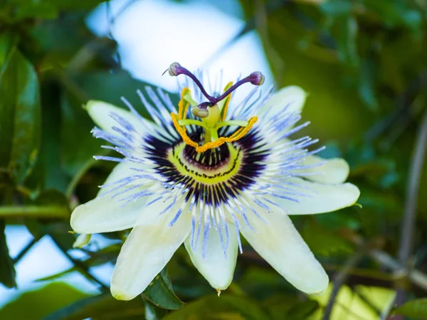 Красива Літня Квітка Крупним Планом — стокове фото