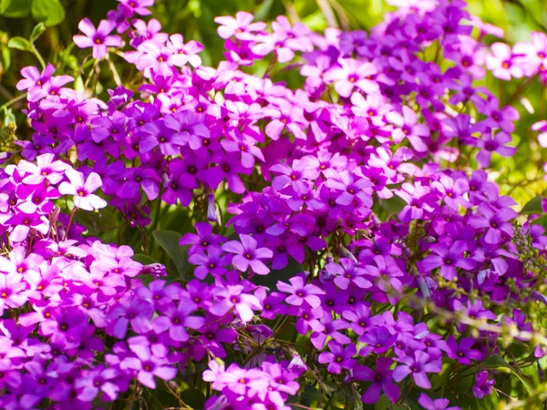 Blooming Flowers Garden — Stock Photo, Image