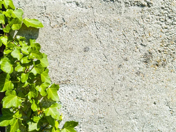 duvarda yeşil çalı dalları, yakın