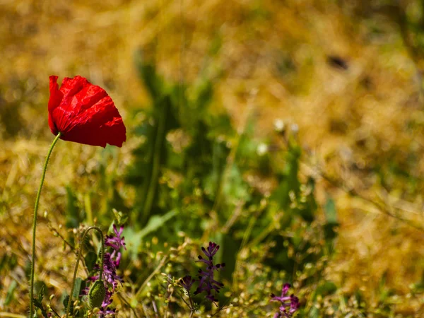 Close Flor Papoula Vermelha Primavera Livre — Fotografia de Stock