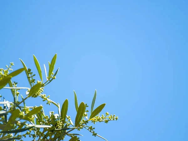 Planta Verde Sobre Fondo Cielo Azul Cerca — Foto de Stock