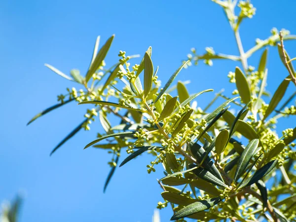 Planta Verde Céu Azul Fundo Fechar — Fotografia de Stock