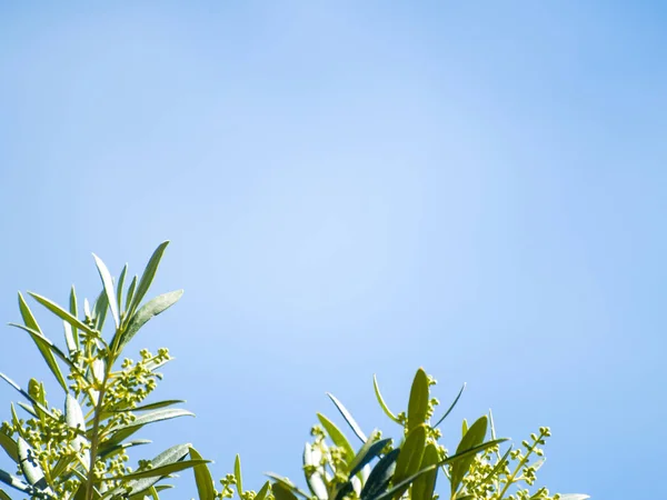 Planta Verde Sobre Fondo Cielo Azul Cerca — Foto de Stock